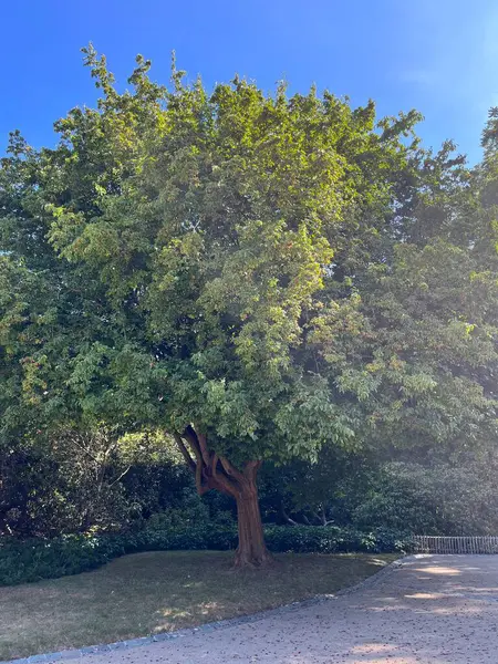 stock image the tree branches with leaves in the foreground