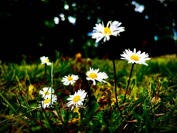 Fleur Camomille Dans Parc Été — Photo
