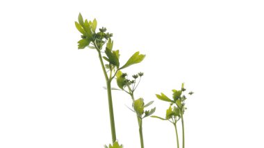 Endonezya 'da yeşil fesleğen yaprakları