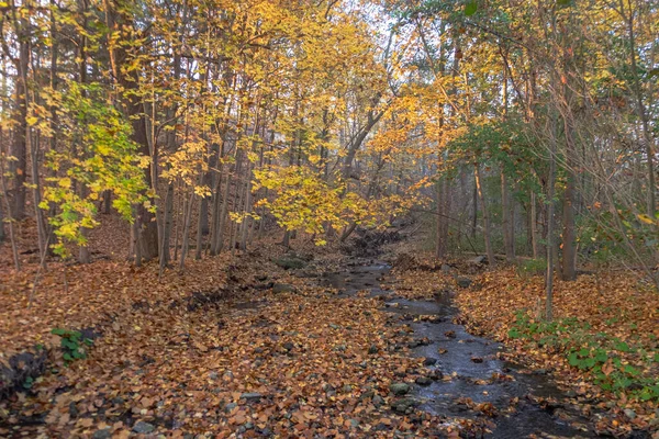 Stream Autumn Fall Leaves — Stock Photo, Image