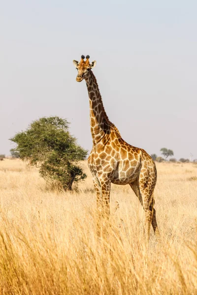 Única Girafa Olhando Kruger Park Savana — Fotografia de Stock