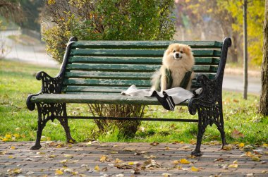 Köpek parkta bankta oturuyor.