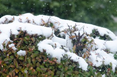 Karlı yeşil yapraklı doğa fotoğrafı 