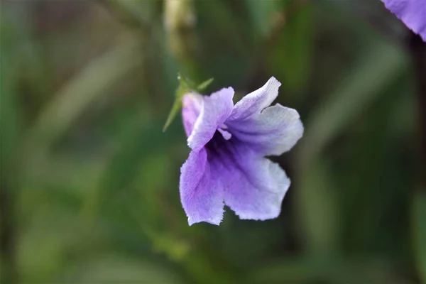 Eine Blume Mit Lila Blütenblättern Auf Verschwommenem Hintergrund — Stockfoto