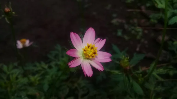 Вид Розовые Лилии Справа Дворе — стоковое фото