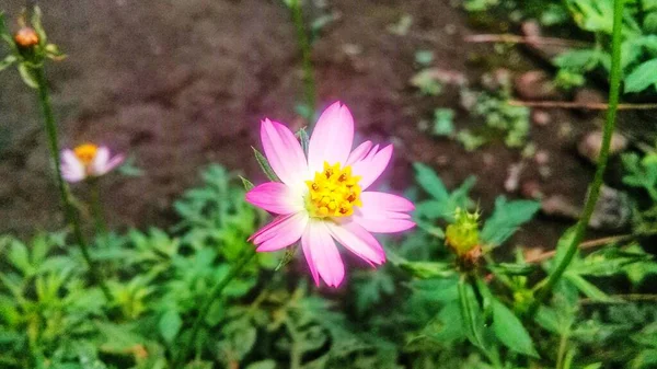Nově Rozkvetlá Růžová Lilie Vypadá Velmi Krásně Nedalekém Parku Skvělé — Stock fotografie