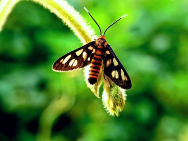 Yabani bir bitki sapında turuncu ve siyah kuyruklu kelebek..