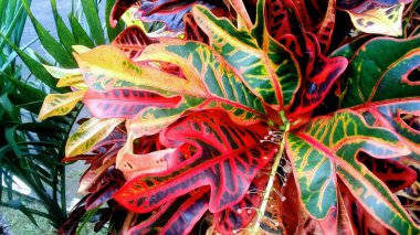 Çok güzel kırmızı yapraklı süs bitkisi, sabah bahçede.