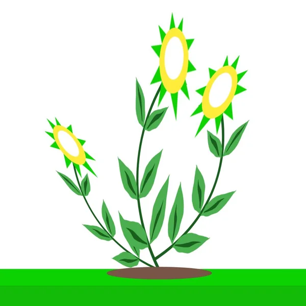 向日葵植物的图例 其叶子在绿色花园中 水平花柱与白色背景隔离 — 图库照片