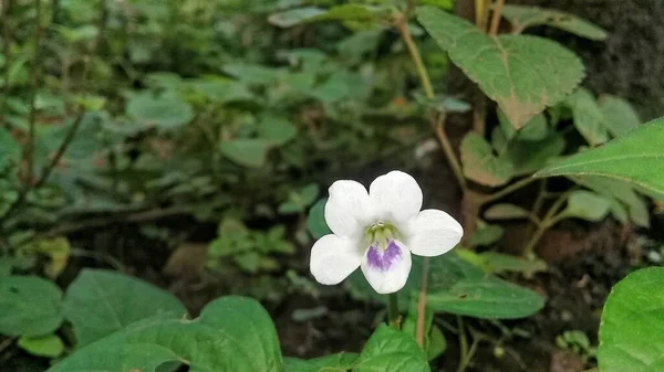 Schöne Weiße Blumen Auf Einer Wildpflanze — Stockfoto