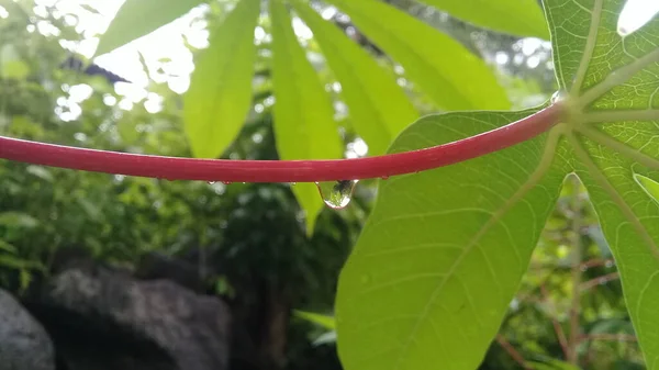 Cassava yaprağı sapında güzel su damlası dokusu..