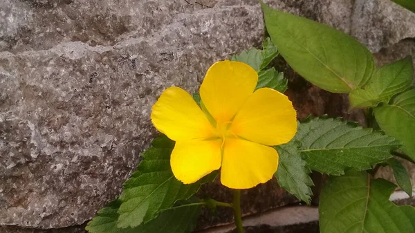 Sarı Lilly çiçeğinin yakın çekimi, ya da yeşil yapraklı Lillium. Yaprak ve yaprakların üzerinde küçük çiy damlaları var. Ön planda seçici odak, arka planda bulanık. Bahçecilik, çiçekçilik, hobi..