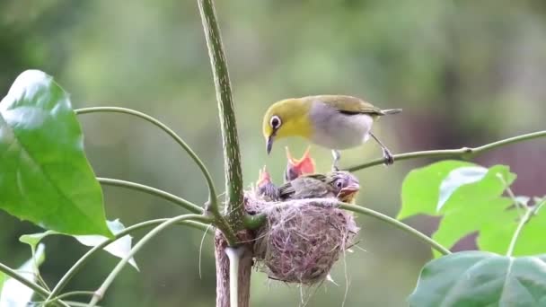 Amor Uma Mãe Pássaro Por Seu Filho Nos Ramos Plantas — Vídeo de Stock