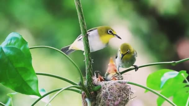 Кадри Двох Птахів Чоловіків Батьків Годують Пташенят Гілці Дикої Рослини — стокове відео