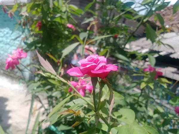 53+ Gärtner In Meiner Nähe, Finde die besten gartenbauer in der