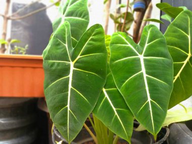 Bahçedeki tencereye ekilmiş iki çok güzel taro yaprağı.