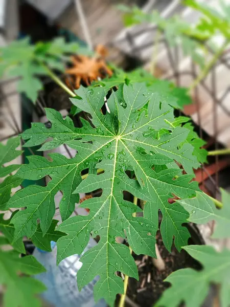 Fresh green papaya leaves on plants in the garden around the house, with Latin papaya carica L
