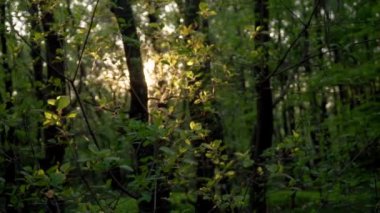 Gün doğumunun ve günbatımının fotoğrafsal materyalleri
