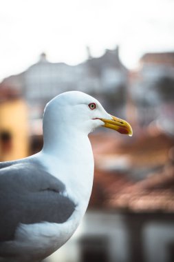Porto 'da yakalanan bir martı.