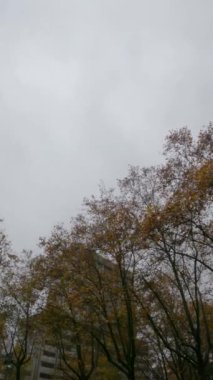 Madrid 'de arka planda bir binayla sonbahar ağaçlarına doğru yükseliyor ve ilerliyordu.