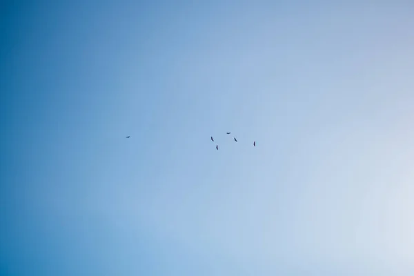 Uçan akbabaların siluetiyle berrak mavi gökyüzü