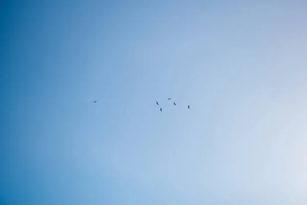 Uçan akbabaların siluetiyle berrak mavi gökyüzü