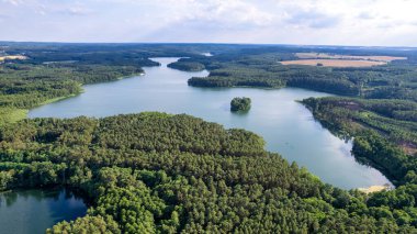 Güneşli bir yaz gününde ormanın havadan görünüşü. İHA 'nın tepesini indir. Polonya, Barlinek şehrinin yakınında.