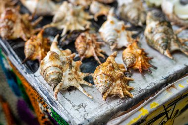 Nungwi sahilinde, Zanzibar, Tanzanya 'da satılık farklı deniz kabukları.