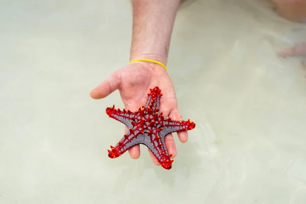 Amazing Exotic Starfish Marine Creature Hand Local Person Zanzibar Africa —  Fotos de Stock