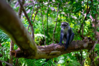 Kırmızı Colobus Monkey, Jozani Ormanı, Zanzibar - Nesli Tükenmekte Olan Türler