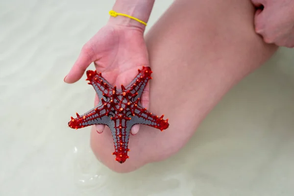 Amazing Exotic Starfish Marine Creature Hand Local Person Zanzibar Africa — Fotografia de Stock