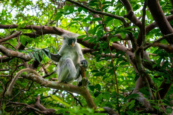 Scimmia Colobus Rosso Foresta Jozani Zanzibar Specie Pericolo — Foto Stock