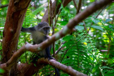 Zanzibar Jozani rain forest. Red Colobus  Jozani-Chwaka Bay Conservation area, Tanzania, Africa