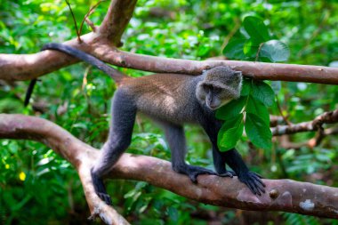 Zanzibar Jozani rain forest. Red Colobus  Jozani-Chwaka Bay Conservation area, Tanzania, Africa