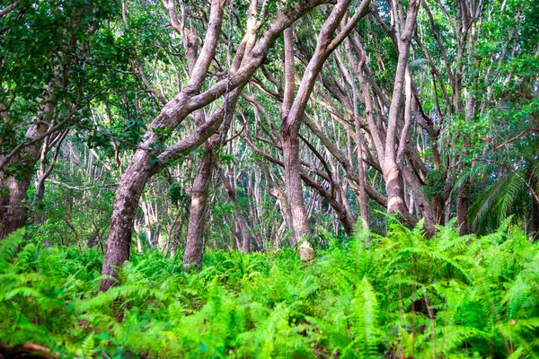 Zanzibar Jozani Rain Forest Red Colobus Jozani Chwaka Bay Conservation — Zdjęcie stockowe