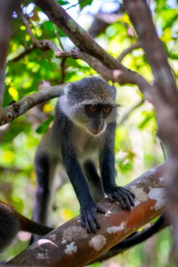 A portrait of a red colobus monkey (Procolobus kirkii) in Jozani national park, Zanzibar