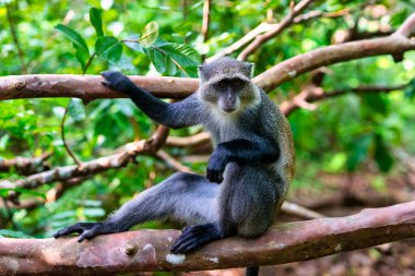 Mangrov ormanındaki ahşap köprü. Tanzanya, Zanzibar. Afrika. Jozani Milli Parkı