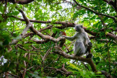 Mangrov ormanındaki ahşap köprü. Tanzanya, Zanzibar. Afrika. Jozani Milli Parkı