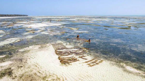 Kiwengwa Beach Zanzibar Africa Women Working Seaweed Cultivation Low Tide — Zdjęcie stockowe