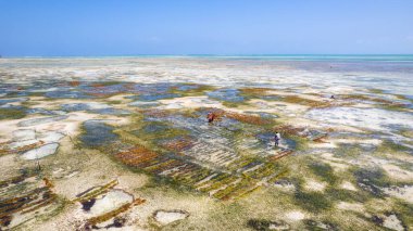 Zanzibar - Summer beach holidays with palm trees and blue ocean, a dream come true
