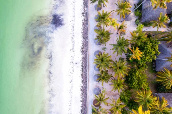 Zanzibar Summer Beach Holidays Palm Trees Blue Ocean Dream Come — Zdjęcie stockowe