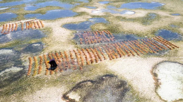 Zanzibar Place Algae Grown Using Traditional Methods Ocean Outflow Helps —  Fotos de Stock