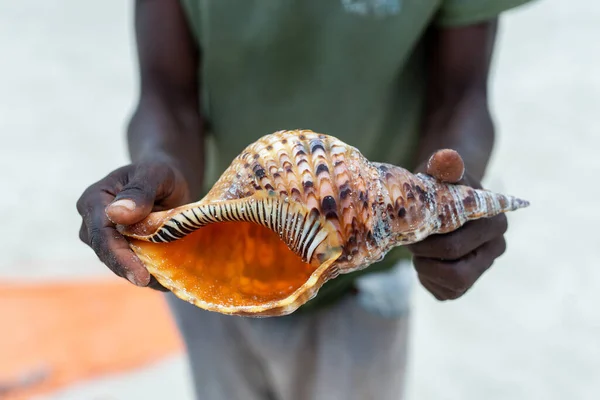 Seashell Tropical Beach Zanzibar — Fotografia de Stock