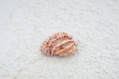 Seashell on tropical beach Zanzibar