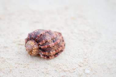 Seashell on tropical beach Zanzibar