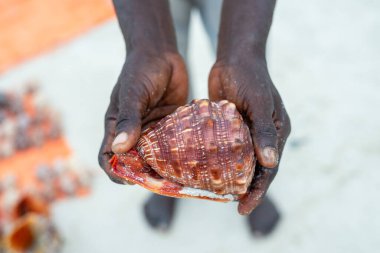 Seashell on tropical beach Zanzibar