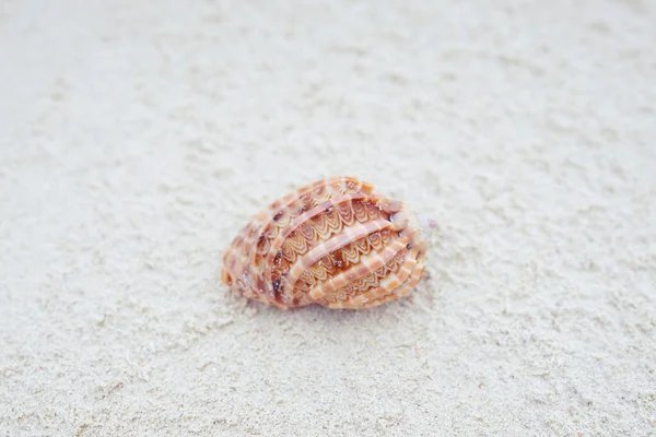 Seashell Tropical Beach Zanzibar —  Fotos de Stock