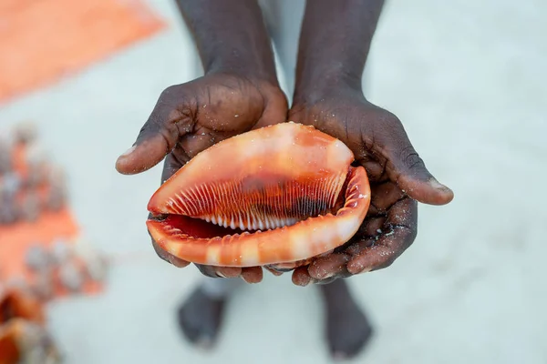 Seashell Tropical Beach Zanzibar — Fotografia de Stock