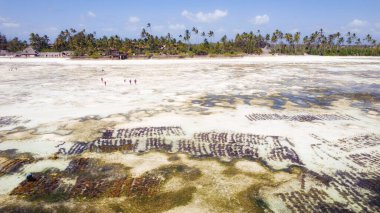 The ocean after low tide and the algae crops are among the many unforgettable sights you can see in Zanzibar in this drone shot.
