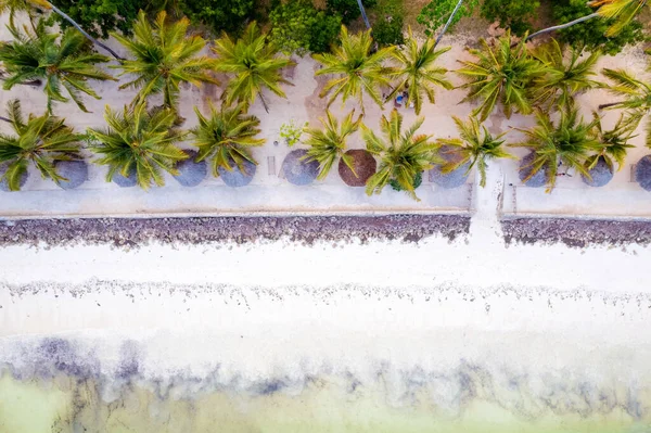 Zanzibar Beach Palm Trees Plenty Sunshine True Tropical Paradise — Fotografia de Stock